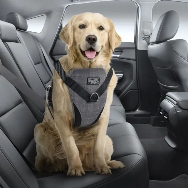 All For Paws Dog Bilsele