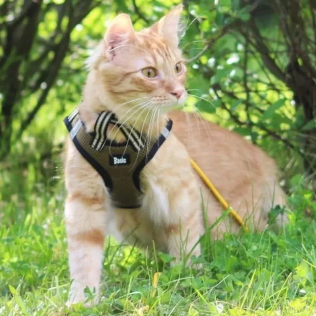 Basic Cat NoEscape Sporty Kattsele Grön
