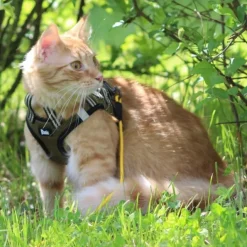 Basic Cat NoEscape Sporty Kattsele Grön