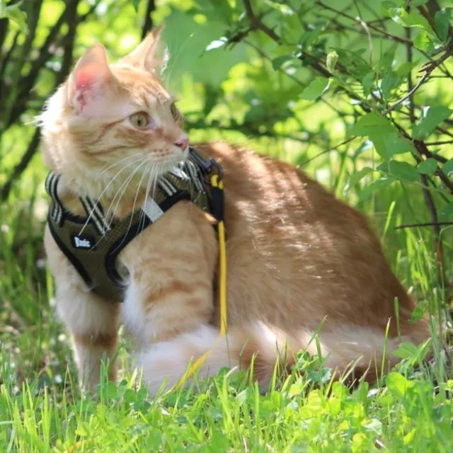 Basic Cat NoEscape Sporty Kattsele Grön