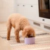 Basic DoubleWall Hundskål Lila 800 ml