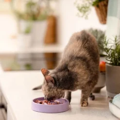 Basic Slow Down Kattskål i Melamin 15 cm Lila