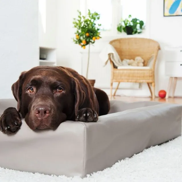 Bia Bed Original Hundbädd Mullvad