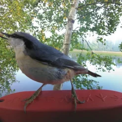 Bird Buddy Fågelmatare med Kamera Blå