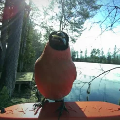 Bird Buddy Fågelmatare med Kamera Blå