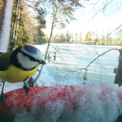 Bird Buddy Fågelmatare med Kamera Blå