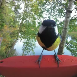 Bird Buddy Fågelmatare med Kamera Blå
