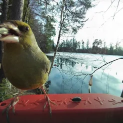 Bird Buddy Fågelmatare med Kamera Blå