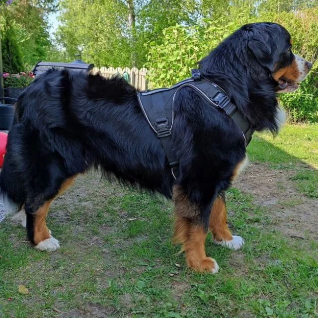 Cerberos Active Hundsele Svart