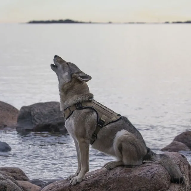 Cerberos Tactical Hundsele Beige