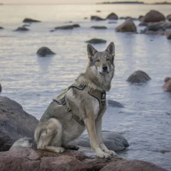 Cerberos Tactical Hundsele Beige