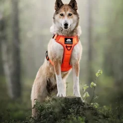 Cerberos Tactical Hundsele Orange