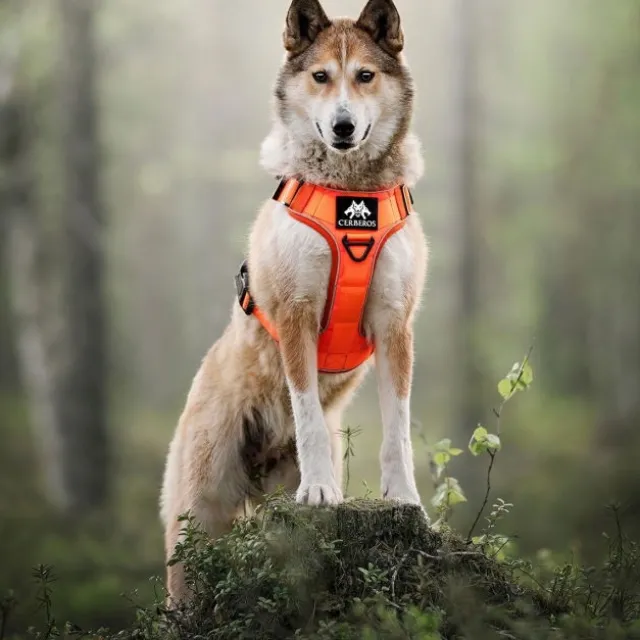 Cerberos Tactical Hundsele Orange