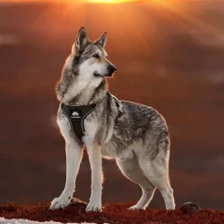 Cerberos Tactical Hundsele Svart