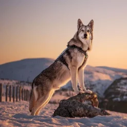 Cerberos Tactical Hundsele Svart