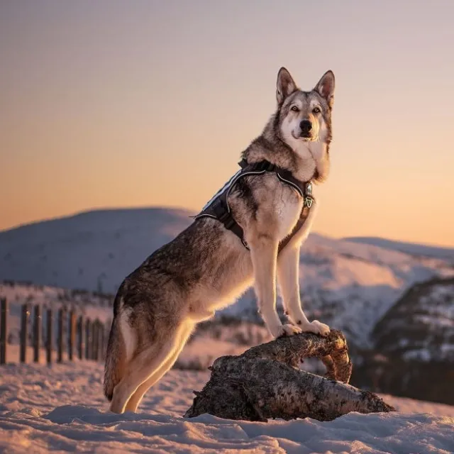 Cerberos Tactical Hundsele Svart