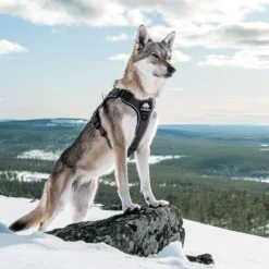 Cerberos Tactical Hundsele Svart