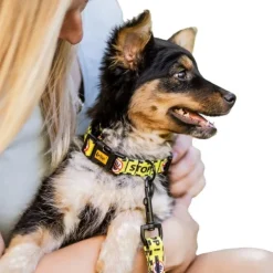 Dingo Gear Hundhalsband Do Not Pet