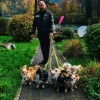 Dingo Gear Hundkoppel Do Not Pet 220 cm