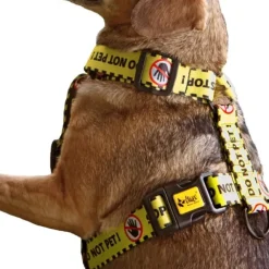 Dingo Gear Hundsele Do Not Pet