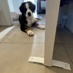 DogSpace Startkit för att Valpsäkra hemmet