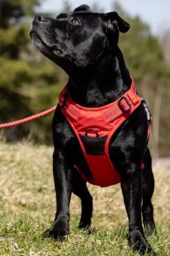 Feel Active Training Hundsele Röd