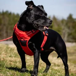 Feel Active Training Hundsele Röd