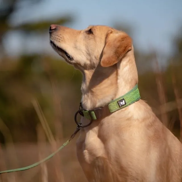 Feel Active Vadderat Hundhalsband Grön