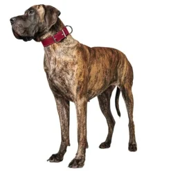 Hunter Aalborg Hundhalsband Läder Röd