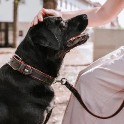 Hunter Canadian UP Hundhalsband Läder Svart