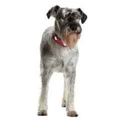 Hunter Hundhalsband Läder Swiss Röd
