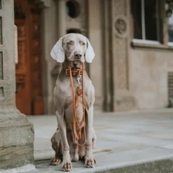 Hunter Solid Education Hundhalsband Läder Brun