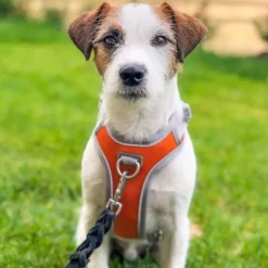 Hurtta Venture No-Pull Hundsele Orange