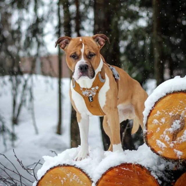 Hurtta Weekend Warrior Hundsele Brun