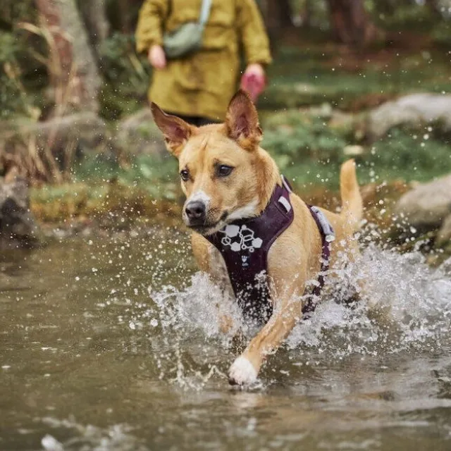 Hurtta Weekend Warrior II ECO Hundsele Lila