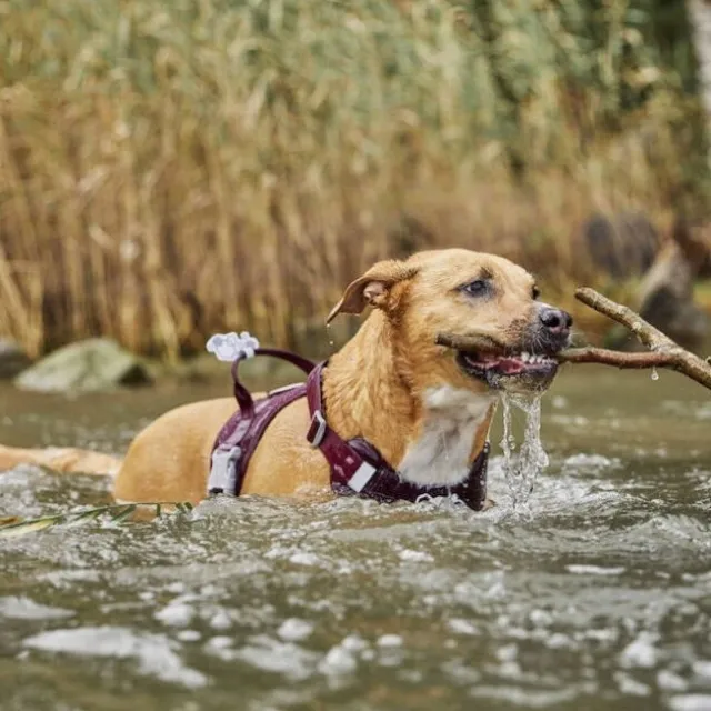 Hurtta Weekend Warrior II ECO Hundsele Lila
