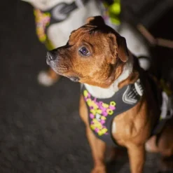 Hurtta Weekend Warrior Neon II Hundsele Svart