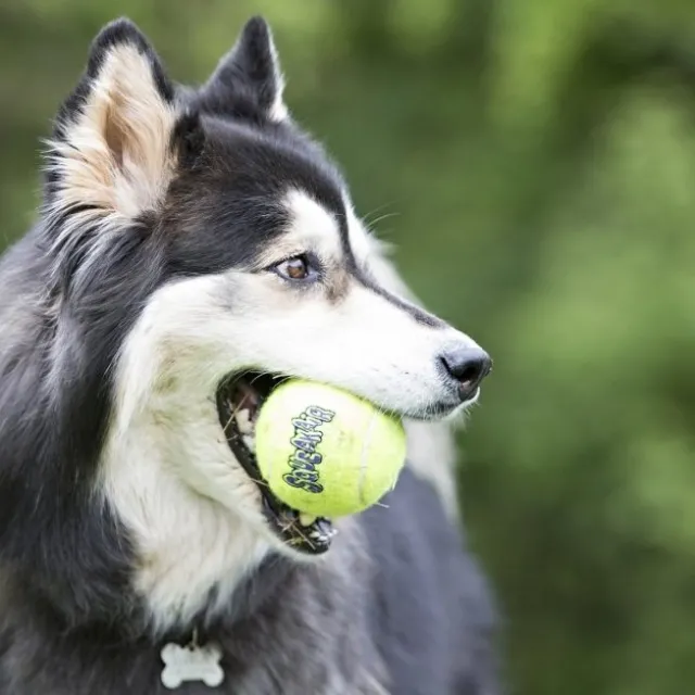 KONG Airdog Squeaker Boll med Snöre
