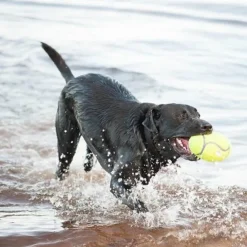 KONG AirDog Squeaker Fotboll