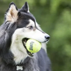 KONG AirDog Squeaker Tennisboll
