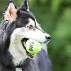KONG AirDog Squeaker Tennisbollar 3-pack