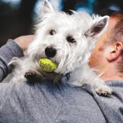 KONG AirDog Squeaker Tennisbollar 3-pack