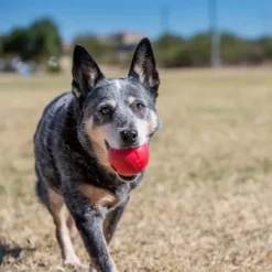 KONG Boll med Hål M-L Röd