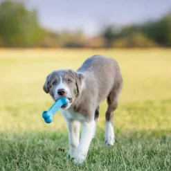 KONG Puppy Goodie Bone
