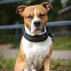 Kusse&Kutta Hundhalsband Brett Svart & Glitter