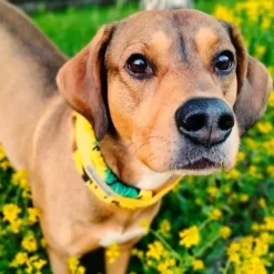 Kusse&Kutta Hundhalsband Brett Halvstryp Solrosor