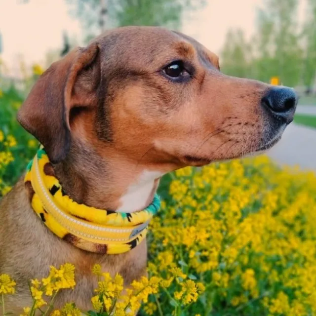 Kusse&Kutta Hundhalsband Brett Halvstryp Solrosor