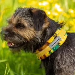 Kusse&Kutta Hundhalsband Halvstryp Solrosor