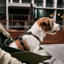 Kvisp Cykelkorg till Hund med Sele Grå