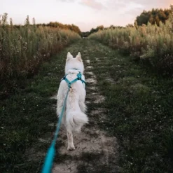 Non-Stop Dogwear Freemotion 5.0 Dragsele Turkos